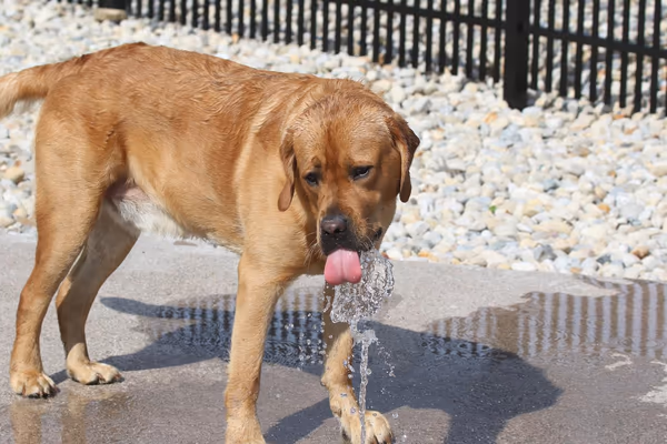 Dog Park at Rocky Fork Metro Park